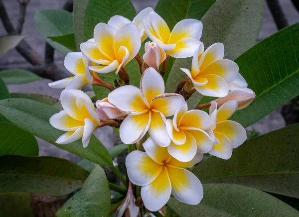 Yeşil yaprak arka planında beyaz sarı plumeria frangipani çiçekleri (Leelawadee) grubu. Thai Güzel ve Muhteşem çiçekler,