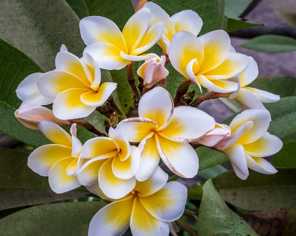 Yeşil yaprak arka planında beyaz sarı plumeria frangipani çiçekleri (Leelawadee) grubu. Thai Güzel ve Muhteşem çiçekler,