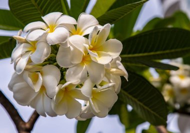 Yeşil yapraklı arka planda beyaz plumeria frangipani çiçekleri (Leelawadee) grubu. Thai Güzel ve Muhteşem çiçekler, Tropikal çiçekler, Kopyalama alanı, Seçici odak.