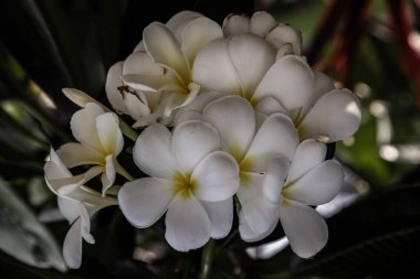 Yeşil yapraklı arka planda beyaz plumeria frangipani çiçekleri (Leelawadee) grubu. Thai Güzel ve Muhteşem çiçekler, Tropikal çiçekler, Odaklanma yok, özellikle.
