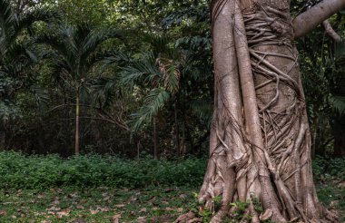 Ağaç kökleri doğal orman arka planlarını birleştirir. Ağaç gövdesinin etrafında birçok kök var, seçici odak.