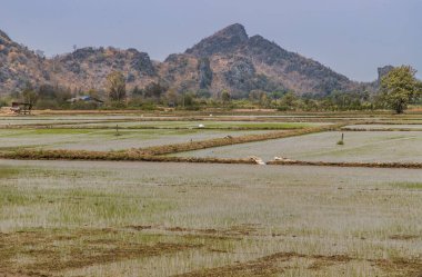 Güzel boş çeltik tarımı alanı ve geleneksel Tayland manzarası manzarası manzarası. Manzaralı dağlar. Boşluğu kopyala, Seçici odak.