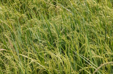 Yeşil çeltik tarlası arka planı ve hasat zamanı pirinç bitkisinin kulağı. Pirinç tarlası. Seçici odak.