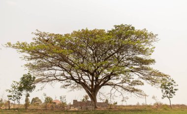 Beyaz gökyüzüne karşı dalları olan ağaçlar. Doğal bir manzara. Metin için boşluk, özellikle odak yok..