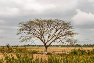 Beyaz gökyüzüne karşı dalları olan ağaçlar. Doğal bir manzara. Metin için boşluk, özellikle odak yok..