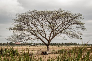 Beyaz gökyüzüne karşı dalları olan ağaçlar. Doğal bir manzara. Metin için boşluk, özellikle odak yok..