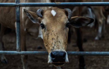 Çiftlikteki sığır ağılında kahverengi boynuzlu yerli türünün ineğini kapatın. Yiyecek için inek çiftliği Tayland 'ın kırsal kesimindeki yerli sığır çiftlikleri. Tam olarak odaklanamıyorum..