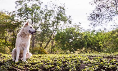 Güneşli bir yaz gününde, Forest Park 'taki yeşil çimlerin üzerinde sakince oturan beyaz bir köpek. Bulanık arkaplan ile seçmeli odak.