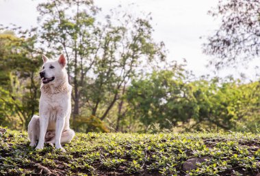 Güneşli bir yaz gününde, Forest Park 'taki yeşil çimlerin üzerinde sakince oturan beyaz bir köpek. Bulanık arkaplan ile seçmeli odak.