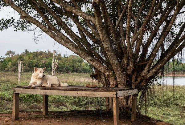 Cão Branco Senta Descansa Maca Madeira Velha Cama Madeira Velha — Fotografia de Stock