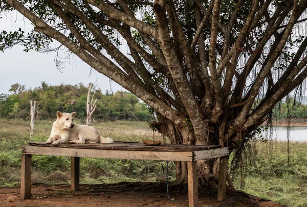 Chien Blanc Assis Reposer Sur Une Vieille Civière Bois Vieux — Photo