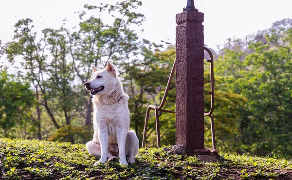Белая Собака Спокойно Сидит Зеленой Траве Лесном Парке Солнечное Лето — стоковое фото