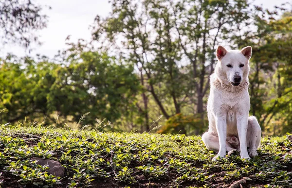 Ein Weißer Hund Sitzt Einem Sonnigen Sommer Ruhig Auf Grünem — Stockfoto