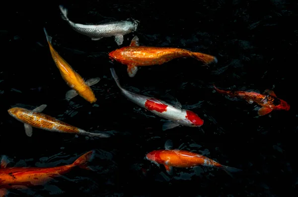 Dettaglio Colorati Koi Fishs Koi Carp Nuotare All Interno Dello — Foto Stock