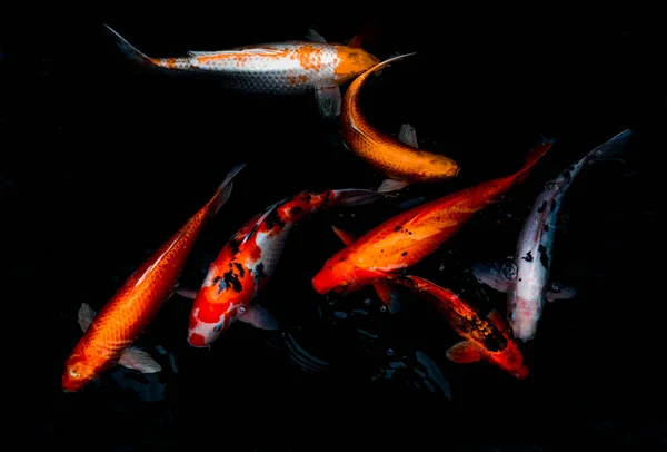 Dettaglio Colorati Koi Fishs Koi Carp Nuotare All Interno Dello — Foto Stock