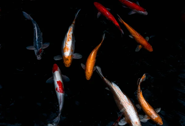 Dettaglio Colorati Koi Fishs Koi Carp Nuotare All Interno Dello — Foto Stock