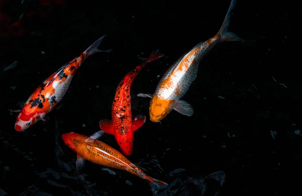 Detail Colorful Koi Fishs Koi Carp Swimming Fish Pond Sunny — Stock Photo, Image