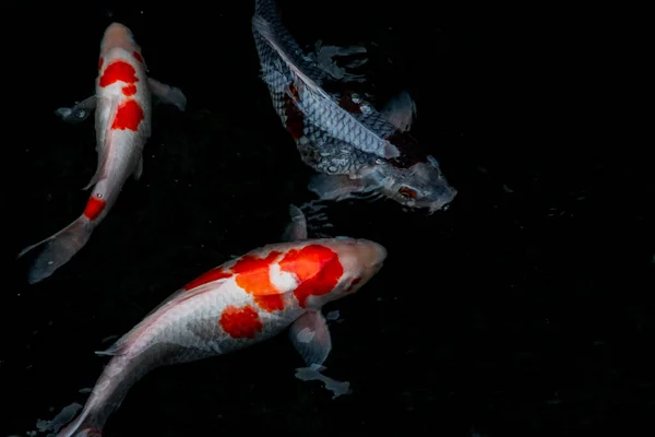 Detalhe Colorido Koi Fishs Koi Carp Nadando Dentro Lagoa Peixes — Fotografia de Stock