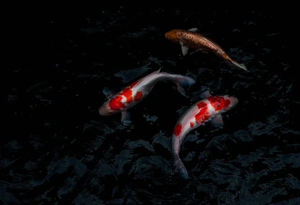 Dettaglio Colorati Koi Fishs Koi Carp Nuotare All Interno Dello — Foto Stock