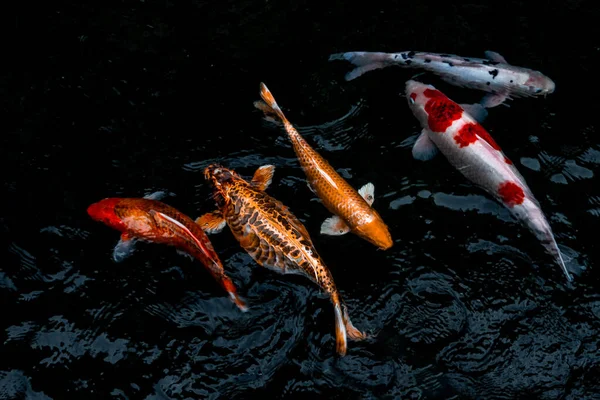 Dettaglio Colorati Koi Fishs Koi Carp Nuotare All Interno Dello — Foto Stock