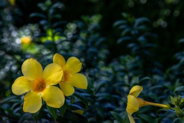 Sarı Altın Trompet çiçeği ya da yeşil yapraklı ve bulanık arka planlı Allamanda Cathartica. Tropikal çiçek, seçici odak.