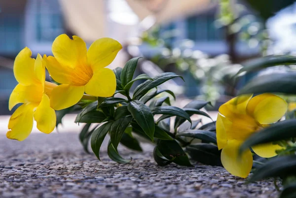 黄色的金冠花或Allamanda Cathartica在花园庭院的石板地板上 背景模糊不清 热带花 有选择的重点 — 图库照片