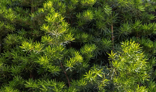 Nyílt Szilvafenyő Levelek Podocarpus Macrophyllus Dísznövény Gyönyörű Levelekkel Zöld Fák — Stock Fotó