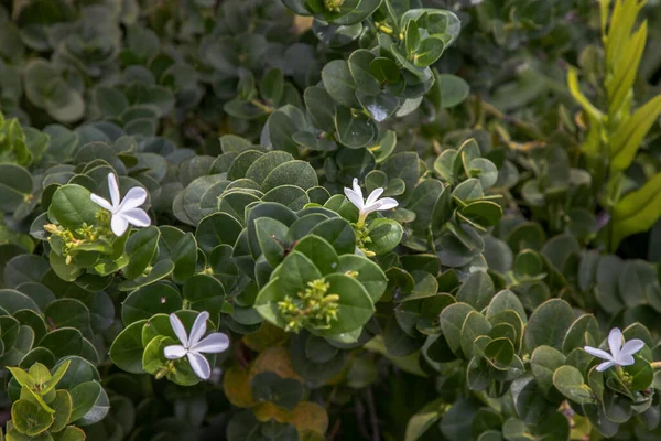 Carissa Makrocarpa Fehér Virágok Zöld Levelek Háttér Natális Szilva Carisse — Stock Fotó