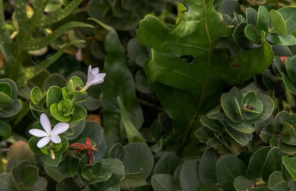 Carissa Macrocarpa White Flowers Green Leaves Background Natal Plum Carisse — Stock Photo, Image