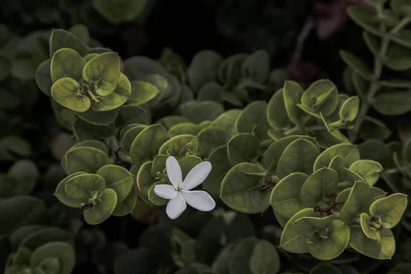 Carissa Macrocarpa 白色的花和绿色的叶背 纳塔尔李瑞士 灌木原产于南非 有选择的焦点 — 图库照片