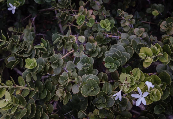 Carissa Macrocarpa Flores Brancas Folhas Verdes Fundo Natal Plum Carisse — Fotografia de Stock