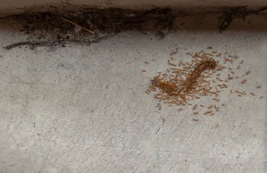 Bir grup kırmızı karınca eski çimento zemininde ölü toprak solucanına saldırıp yiyorlar. Uzayı kopyala, odaklan ve bulanıklaştır.