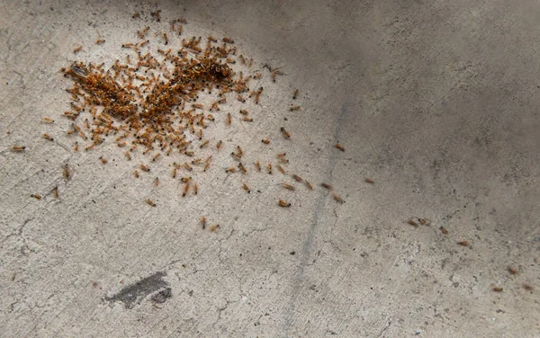 Grupo Hormigas Rojas Atacan Comen Lombriz Muerta Suelo Cemento Viejo — Foto de Stock