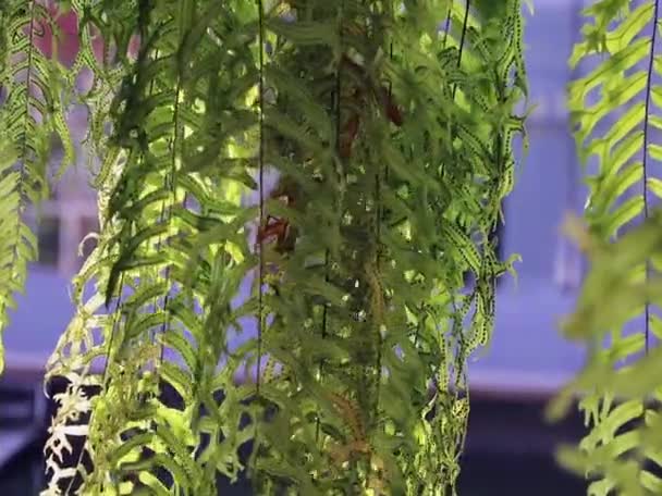 Mooie Achtergrond Met Jonge Groene Varens Bladeren Zwaaien Wind Zonlicht — Stockvideo