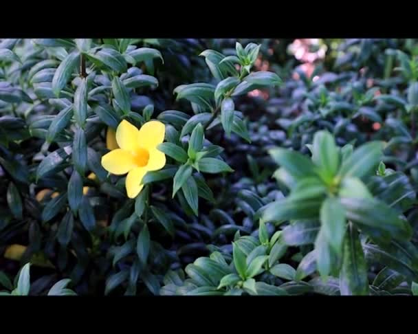 Fleur Trompette Dorée Jaune Allamanda Cathartica Sur Les Feuilles Vertes — Video