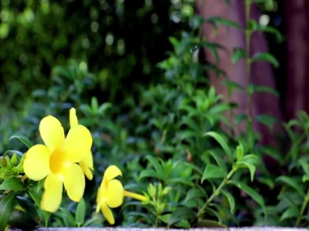 Žluté Květy Zlaté Trumpety Allamanda Cathartica Zelených Listech Kymácejí Větru — Stock video