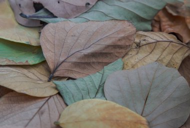 Birçok kuru yaprak için arka plan. Kuru yapraklı desenler, boşluğu kopyala, seçmeli odak.