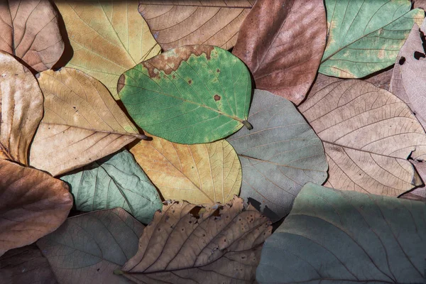 잎들을 텍스처 — 스톡 사진