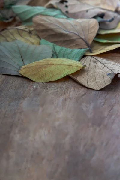 Marco Hojas Secas Sobre Fondo Rústico Madera Vieja Texturas Muchas — Foto de Stock