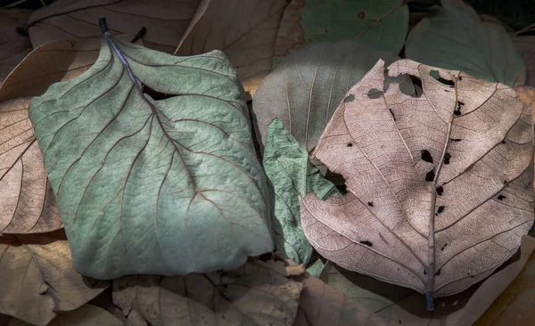 Fondo Para Muchas Hojas Secas Texturas Con Hoja Seca Copiar — Foto de Stock