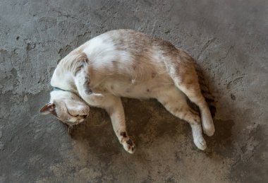 Komik şişman kedi beton zeminde rahat uyuyor. Uyku saatinde sevimli kedi manzarası. Seçici odak.