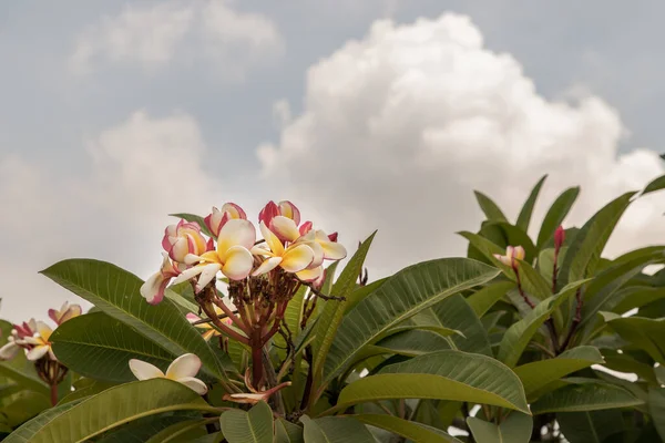 Группа Белых Розовых Plumeria Frangipani Цветы Leelawadee Зеленым Листом Неба — стоковое фото