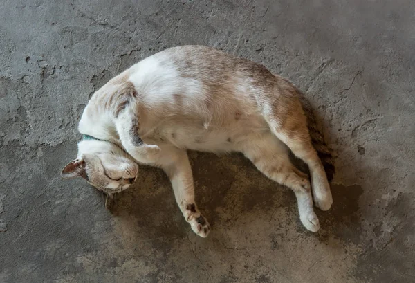 Funny fat cat sleeping comfortable on concrete floor. Top view of cute cat on sleep time. Selective focus.