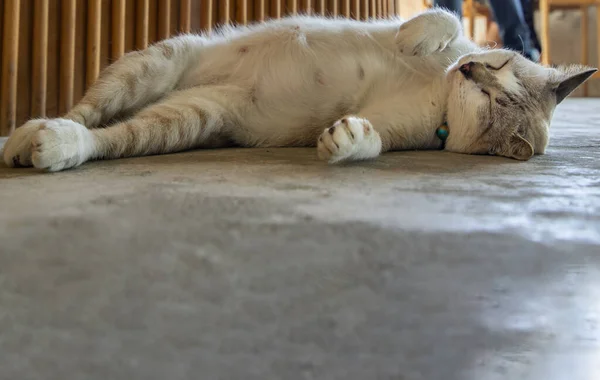 Смешной Толстый Кот Спит Удобно Бетонном Полу Симпатичная Кошка Сне — стоковое фото