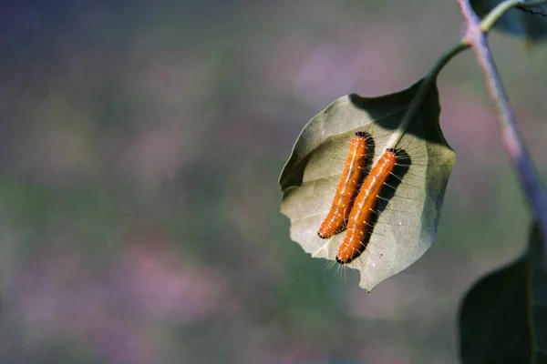 Two big orange worm or The spotted oleander caterpillar Crawl on the green leaves. Copy space, Focus and blur.