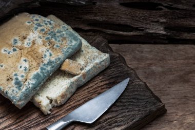 Küf, yeşil ve beyaz sporlar halinde küflü ekmek dilimleri ve tahta kesme tahtasındaki bıçak üzerinde hızla büyüyor. Çürük ve yenmez yiyecekler. Boşluğu kopyala, Seçici Odaklanma.