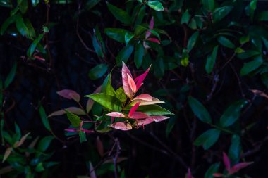 Photinia glabra Robin 'in kırmızı yaprak fotinyası. Çiçeğin yaprakları sabah yumuşak güneş ışığı almak için kaldırılır. Yoğun yeşil yapraklar ve kırmızı çiçekler. Boşluğu kopyala, Seçici odak.