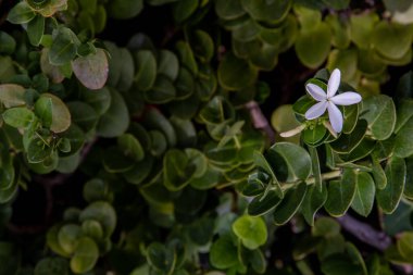 Carissa makrokarpa. Beyaz çiçekler ve yeşil yapraklar arka plan, Natal erik leşi, Güney Afrika 'ya özgü çalı, seçici odak.