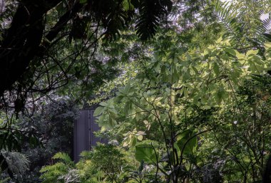 Huzurlu bir bahçedeki taze yeşil ağaçlar. Seçici odak.