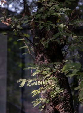 Güneş ışığı genç yeşil yaprağın arasından geçti ve büyük ağacın gölgesini oluşturdu. Seçici odak.